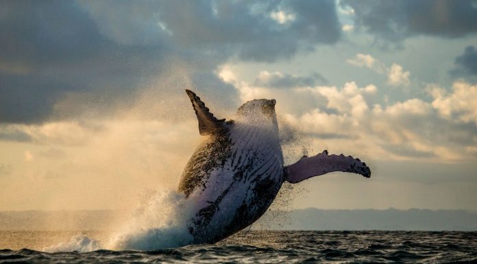 „Unde canta balenele?” un roman cu un mesaj puternic