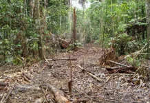 Bancile sustin proiectul de petrol pentru padurea tropicala, in ciuda problemelor