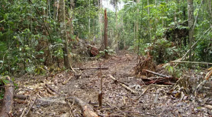 Bancile sustin proiectul de petrol pentru padurea tropicala, in ciuda problemelor