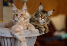 Iata care sunt cele mai mari rase de pisici din lume!