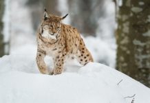 Un raport ONU atrage atentia asupra speciilor de animale care sunt pe cale de disparitie