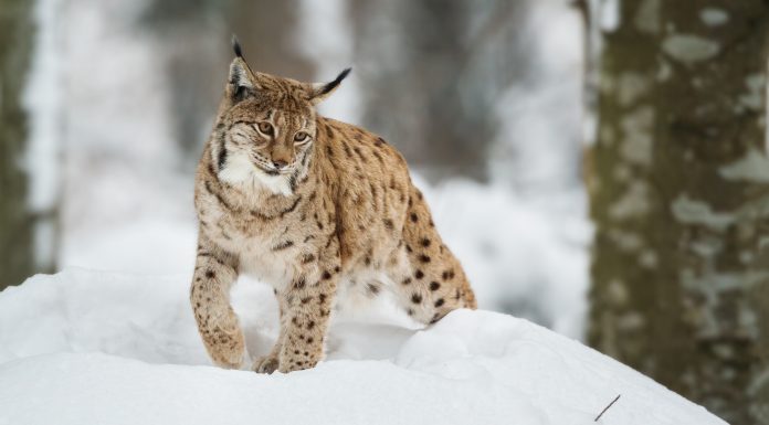 Un raport ONU atrage atentia asupra speciilor de animale care sunt pe cale de disparitie