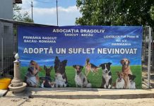 Adopții internaționale: cățeii salvați de Asociația Dragoliv ajung în familii iubitoare din Germania
